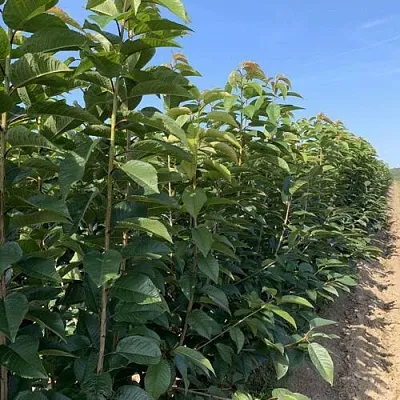 Саженцы оптом  Саженцы оптом в Химках