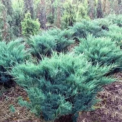 Можжевельник БЛЮ ДАНУБ казацкий  Можжевельник БЛЮ ДАНУБ казацкий в Химках