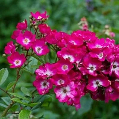 Саженцы роз МАРДЖОРИ ФЕЙР полиантовая  Саженцы роз МАРДЖОРИ ФЕЙР полиантовая в Химках