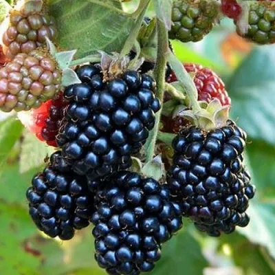 Ежевика ОУАЧИТА бесшипная — описание сорта Ежевика ОУАЧИТА бесшипная в Химках