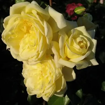 Саженцы роз КАЗИНО плетистая  Саженцы роз КАЗИНО плетистая в Химках