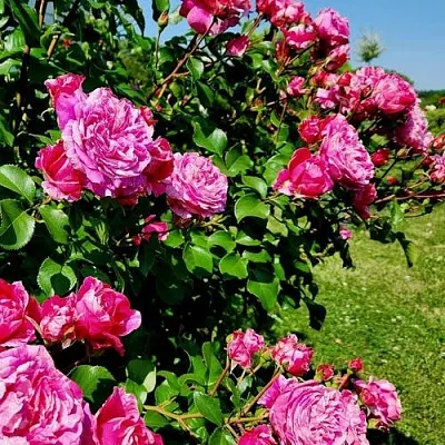 Саженцы роз ИНЕС САСТР плетистая  Саженцы роз ИНЕС САСТР плетистая в Химках