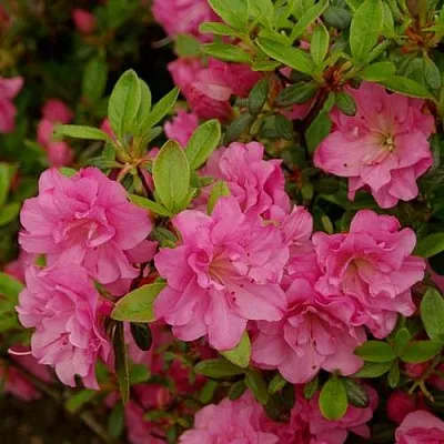 Азалия РОЗИНЕТТА японская в Химках