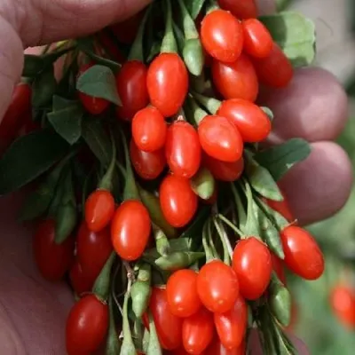 Годжи КОРЕАН БИГ — описание сорта Годжи КОРЕАН БИГ в Химках