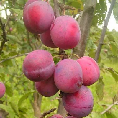 Слива ЭДИНБУРГСКАЯ  Слива ЭДИНБУРГСКАЯ в Химках