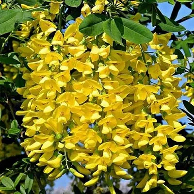 саженцы бобовника саженцы бобовника