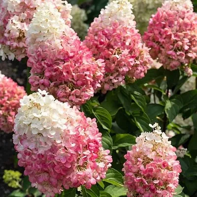 Гортензия ПИНКИ ПРОМИС метельчатая  Гортензия ПИНКИ ПРОМИС метельчатая в Химках