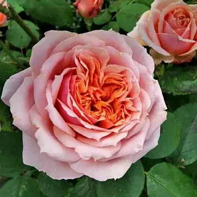 Саженцы роз ПОЛЬ БОКЮЗ шраб  Саженцы роз ПОЛЬ БОКЮЗ шраб в Химках