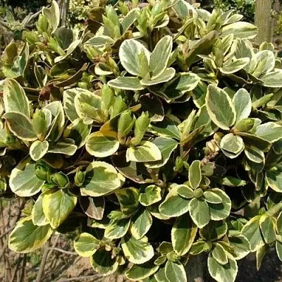 Бересклет КАНАДЕЙЛ ГОЛД   Бересклет КАНАДЕЙЛ ГОЛД  в Химках