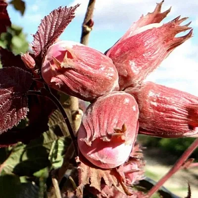 Фундук АЛЫЙ ПАРУС в Химках