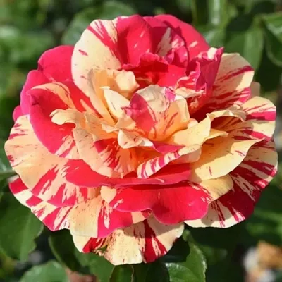 Саженцы роз ВАНИЛЛА ФРАЙЗ плетистая  Саженцы роз ВАНИЛЛА ФРАЙЗ плетистая в Химках