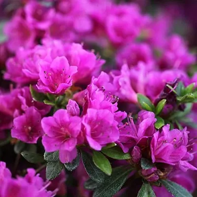 Азалия ХИРОКА японская  Азалия ХИРОКА японская в Химках