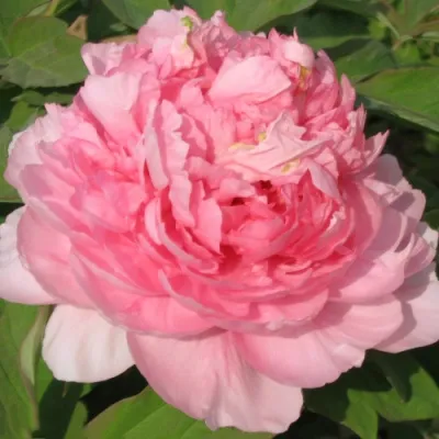 Пион ИМПЕРАТОРСКАЯ НАЛОЖНИЦА древовидный в Химках