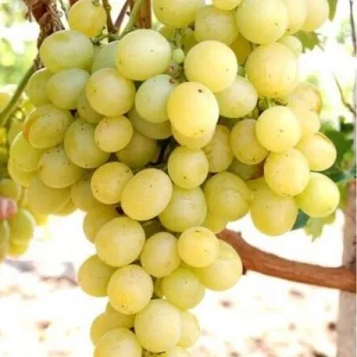 Виноград ТАЛИСМАН в Химках