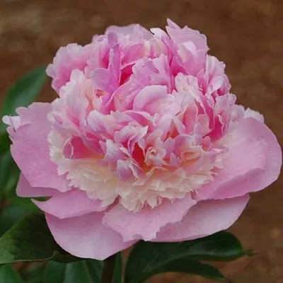 Пион ЭНДЖЕЛ ЧИКС травянистый  Пион ЭНДЖЕЛ ЧИКС травянистый в Химках