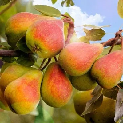 Груша ЗАБАВА в Химках