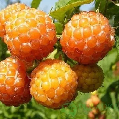 Малина КУМБЕРЛЕНД желтая  Малина КУМБЕРЛЕНД желтая в Химках