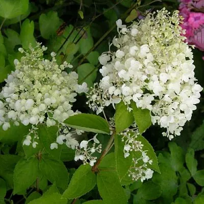 Гортензия ДАРТС ЛИТТЛ ДОТТ метельчатая  Гортензия ДАРТС ЛИТТЛ ДОТТ метельчатая в Химках