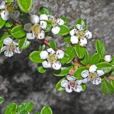 Кизильник ТАНГСТЕДТ горизонтальный   Кизильник ТАНГСТЕДТ горизонтальный  в Химках