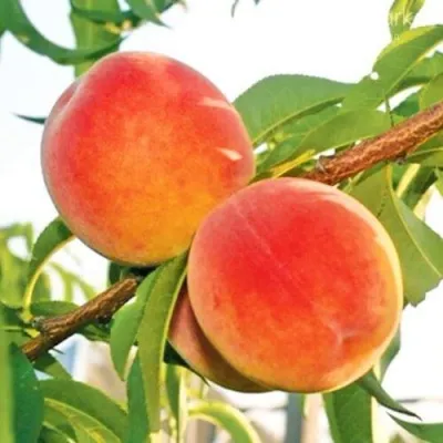Персик ОНТАРИО — описание сорта Персик ОНТАРИО в Химках