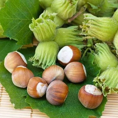 Фундук КРЕПКИЙ ОРЕШЕК в Химках