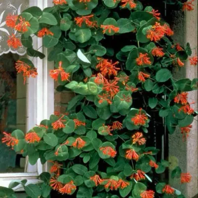 Жимолость ДРОМПОР СКАРЛЕТТ брауна в Химках