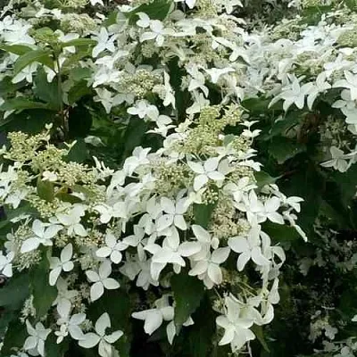 Гортензия МЭДЖИКАЛ СТАРЛАЙТ метельчатая  Гортензия МЭДЖИКАЛ СТАРЛАЙТ метельчатая в Химках