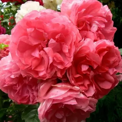 Саженцы роз РОЗЕУМ ЮТЕРСОН плетистая в Химках