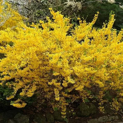 Форзиция ГОЛДЗАУБЕР средняя  Форзиция ГОЛДЗАУБЕР средняя в Химках