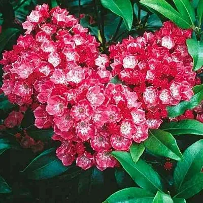 Кальмия КАРДИНАЛ  Кальмия КАРДИНАЛ в Химках