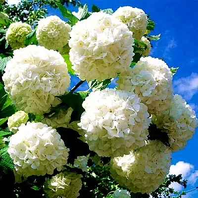 Калина БУЛЬДЕНЕЖ  Калина БУЛЬДЕНЕЖ в Химках