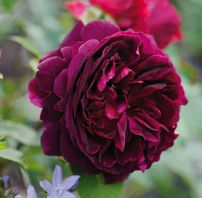 Саженцы роз МАНСТЕД ВУД английская  Саженцы роз МАНСТЕД ВУД английская в Химках