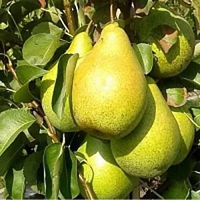 Груша ПАТЕН (ГЛУБОКСКАЯ) в Химках