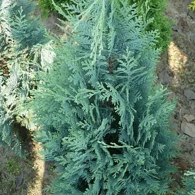 Кипарисовик КОЛУМНАРИС лавсона  Кипарисовик КОЛУМНАРИС лавсона в Химках