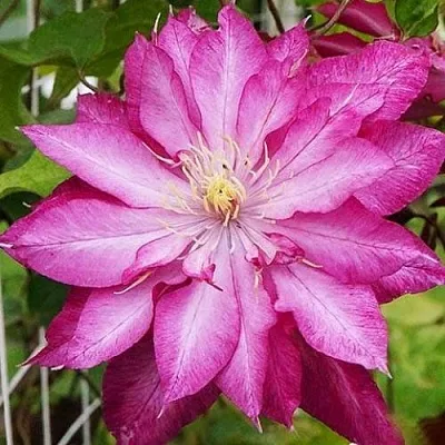 Клематис КАЕН в Химках