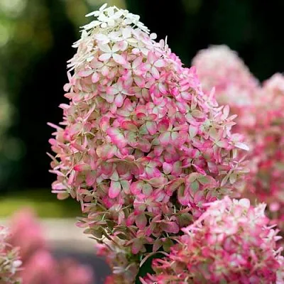 Гортензия РОЯЛ ФЛОВЕР метельчатая  Гортензия РОЯЛ ФЛОВЕР метельчатая в Химках