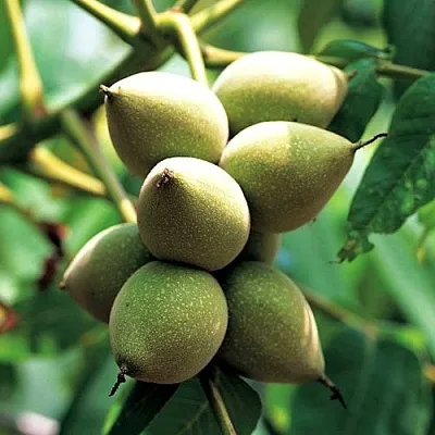 Орех МАНЬЧЖУРСКИЙ в Химках