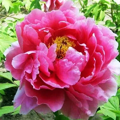 Пион ВОСХОД СОЛНЦА древовидный  Пион ВОСХОД СОЛНЦА древовидный в Химках