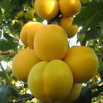 Слива ЛОДВА  Слива ЛОДВА в Химках