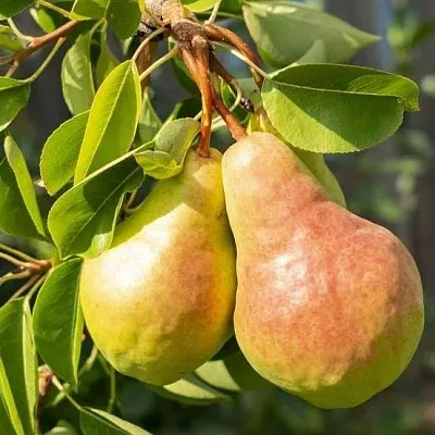 Летние сорта в Химках