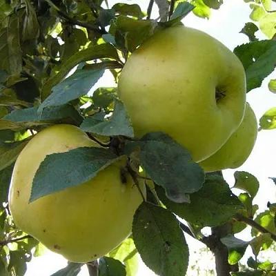 Яблоня Антоновка Обыкновенная в Химках