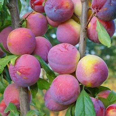 Слива КОЛОННОВИДНАЯ  Слива КОЛОННОВИДНАЯ в Химках