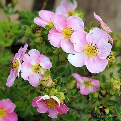 Лапчатка НЬЮ ДАУН кустарниковая  Лапчатка НЬЮ ДАУН кустарниковая в Химках