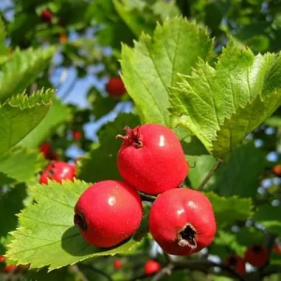 Боярышник МЯГКОВАТЫЙ в Химках