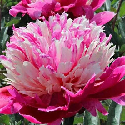 Пион ДЕЙДРИМ травянистый  Пион ДЕЙДРИМ травянистый в Химках