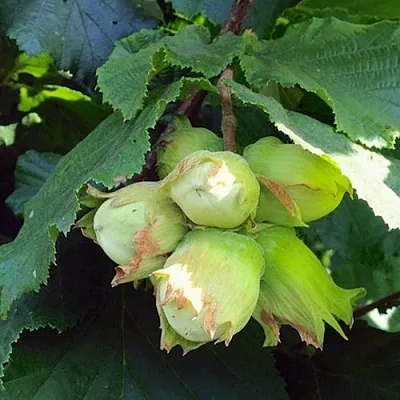 Фундук ТАМБОВСКИЙ РАННИЙ в Химках