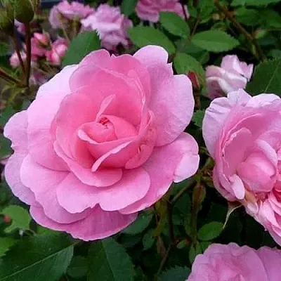 Саженцы роз ДЖОН ДЭВИС плетистая  Саженцы роз ДЖОН ДЭВИС плетистая в Химках