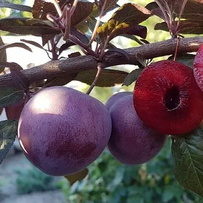 Слива ПАННА   Слива ПАННА  в Химках