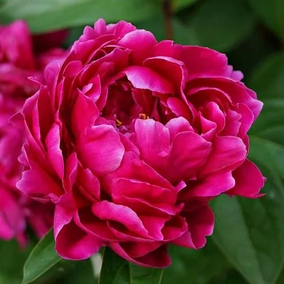 Пион ЛУИ ВАН-ГУТТ травянистый  Пион ЛУИ ВАН-ГУТТ травянистый в Химках