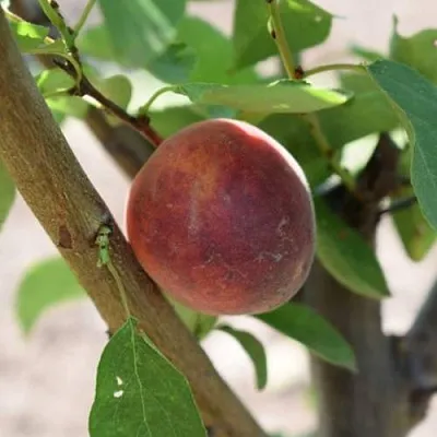 Плумкот БИРИКОККОЛО СУЗИНКОККО  Плумкот БИРИКОККОЛО СУЗИНКОККО в Химках